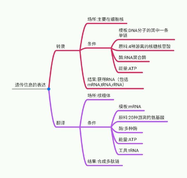 遺傳信息的表達